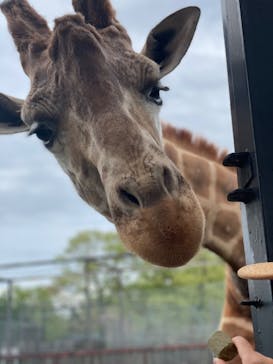 那須サファリパークに投稿された画像（2023/5/2）