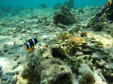 沖縄マリンサービス碧に投稿された画像（2023/5/2）