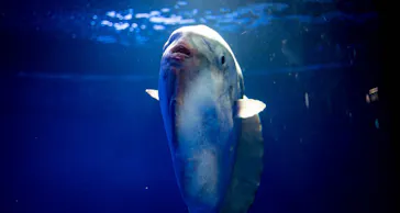 サンシャイン水族館に投稿された画像（2023/5/2）