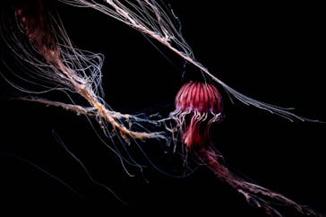 サンシャイン水族館に投稿された画像（2023/5/2）