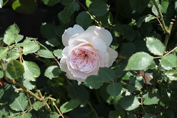 横浜イングリッシュガーデンに投稿された画像（2023/5/2）