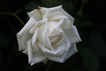 横浜イングリッシュガーデンに投稿された画像（2023/5/2）