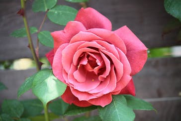 横浜イングリッシュガーデンに投稿された画像（2023/5/2）