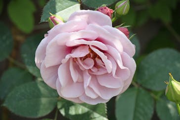 横浜イングリッシュガーデンに投稿された画像（2023/5/2）