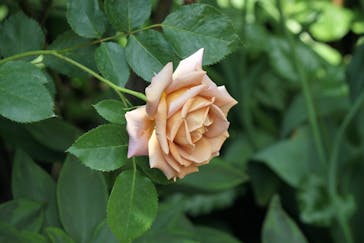 横浜イングリッシュガーデンに投稿された画像（2023/5/2）