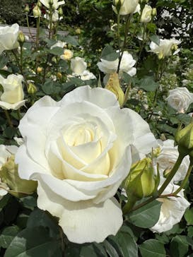 横浜イングリッシュガーデンに投稿された画像（2023/5/2）