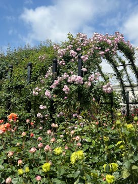 横浜イングリッシュガーデンに投稿された画像（2023/5/2）