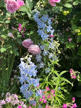 横浜イングリッシュガーデンに投稿された画像（2023/5/2）