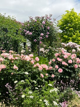 横浜イングリッシュガーデンに投稿された画像（2023/5/2）