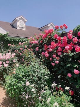 横浜イングリッシュガーデンに投稿された画像（2023/5/2）