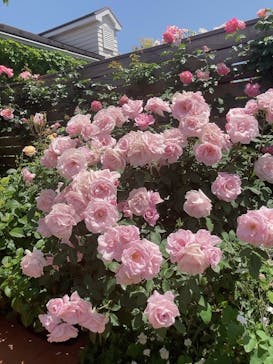 横浜イングリッシュガーデンに投稿された画像（2023/5/2）