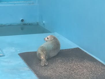 ゼロ距離水族館 伊勢シーパラダイスに投稿された画像（2023/5/2）