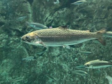 サケのふるさと 千歳水族館に投稿された画像（2023/5/2）