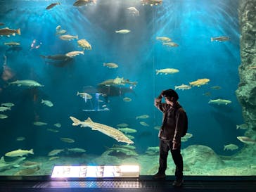 サケのふるさと 千歳水族館に投稿された画像（2023/5/2）