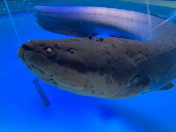 サケのふるさと 千歳水族館に投稿された画像（2023/5/2）