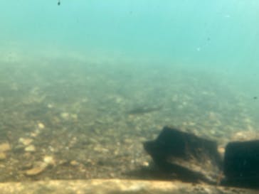 サケのふるさと 千歳水族館に投稿された画像（2023/5/2）