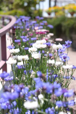 ひらかたパークに投稿された画像（2023/5/2）