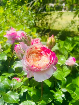 横浜イングリッシュガーデンに投稿された画像（2023/5/2）