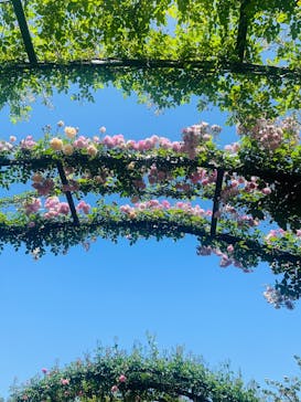 横浜イングリッシュガーデンに投稿された画像（2023/5/2）