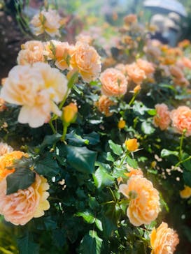 横浜イングリッシュガーデンに投稿された画像（2023/5/2）