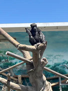 天王寺動物園に投稿された画像（2023/5/2）