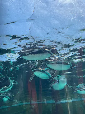 天王寺動物園に投稿された画像（2023/5/2）