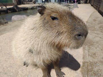 那須どうぶつ王国に投稿された画像（2023/5/2）