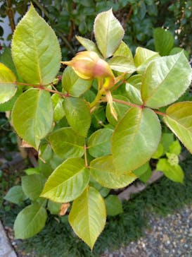 京成バラ園に投稿された画像（2023/5/2）