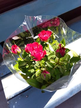 京成バラ園に投稿された画像（2023/5/2）