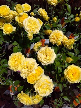 京成バラ園に投稿された画像（2023/5/2）