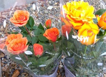 京成バラ園に投稿された画像（2023/5/2）