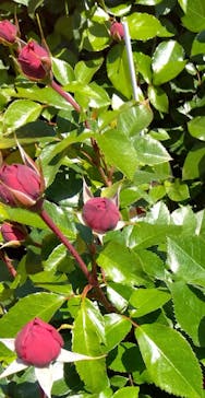 京成バラ園に投稿された画像（2023/5/2）