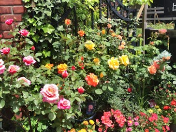 横浜イングリッシュガーデンに投稿された画像（2023/5/2）