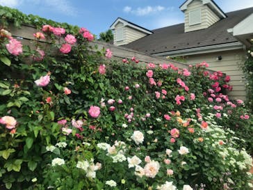 横浜イングリッシュガーデンに投稿された画像（2023/5/2）