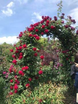 横浜イングリッシュガーデンに投稿された画像（2023/5/2）