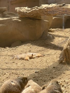 那須どうぶつ王国に投稿された画像（2023/5/2）