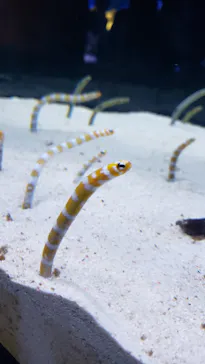 すみだ水族館に投稿された画像（2023/5/2）