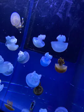すみだ水族館に投稿された画像（2023/5/2）