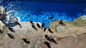 アクアワールド茨城県大洗水族館に投稿された画像（2023/5/2）