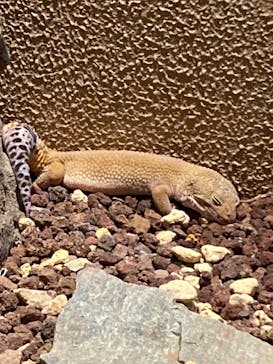 日立市かみね動物園に投稿された画像（2023/5/2）