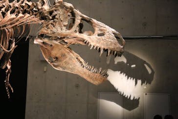 特別展「恐竜博2023」に投稿された画像（2023/5/2）