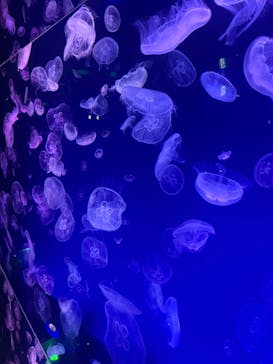 名古屋港水族館に投稿された画像（2023/5/2）