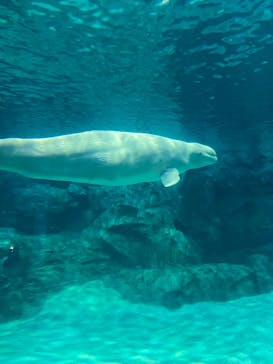 名古屋港水族館に投稿された画像（2023/5/2）