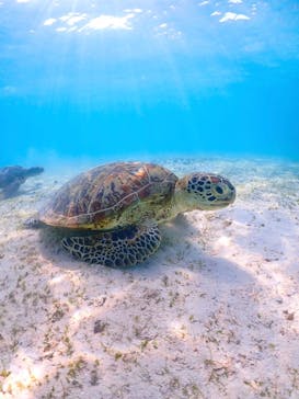 nico 宮古島に投稿された画像（2023/5/2）