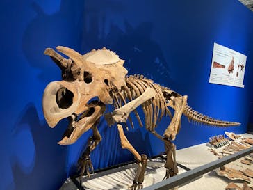 特別展「恐竜博2023」に投稿された画像（2023/5/2）