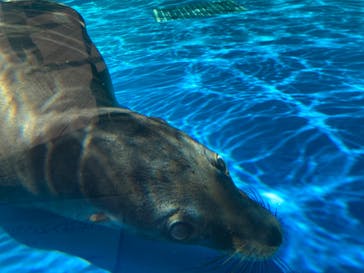 サンシャイン水族館に投稿された画像（2023/5/2）