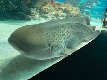 サンシャイン水族館に投稿された画像（2023/5/2）