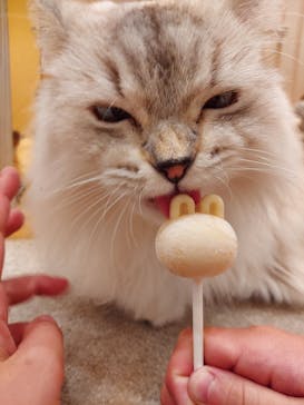 猫カフェモカ　イオンモール幕張新都心店に投稿された画像（2023/5/2）