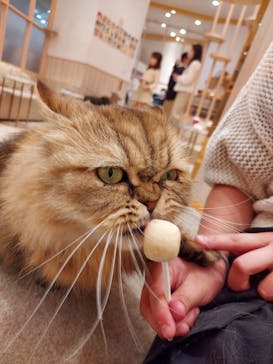 猫カフェモカ　イオンモール幕張新都心店に投稿された画像（2023/5/2）