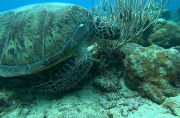 石垣島 ADVENTURE PiPi（イシガキジマアドベンチャーピピ）に投稿された画像（2023/5/2）